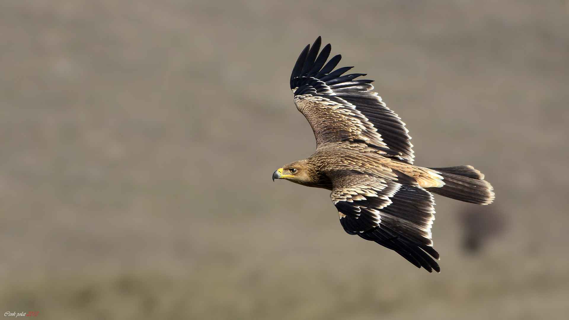 Imperial Eagle